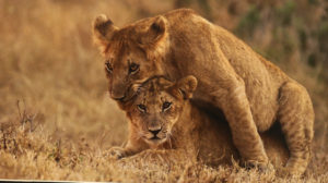 Kenyan Cubs at Play