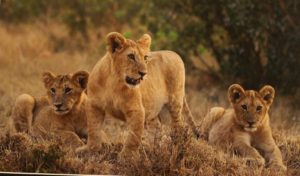 Mara Lion Cubs