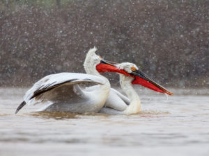 Damatian Pelican Snow Fight by Damian Black
