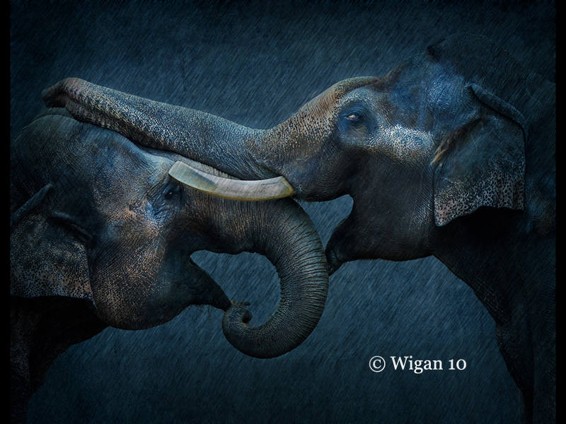 Indian Elephants at Play by Kean Brown