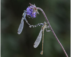 Amateur Photography Club