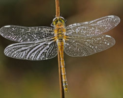 Amateur Photography Club