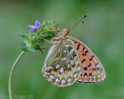 Amateur Photography Club GB Cup Nature 2014