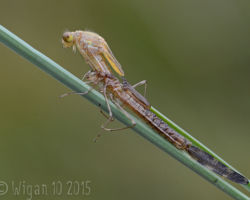 GB Cup Nature 2015
