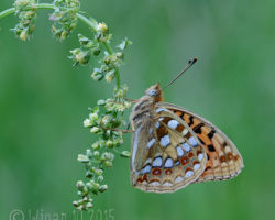 GB Cup Nature 2015