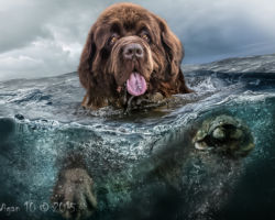 Big Brown by Phil Barber - Photography