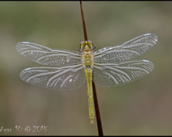 Black darter 14-2 by Chris Hague - Photography