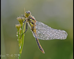 Four Spotted Chaser 14 by Chris Hague - Photography