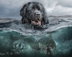Henry by Phil Barber - Photography Club