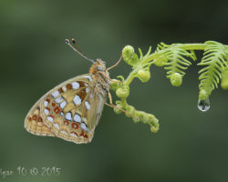 High Brown Fritillary by Chris Hague - Photography Club