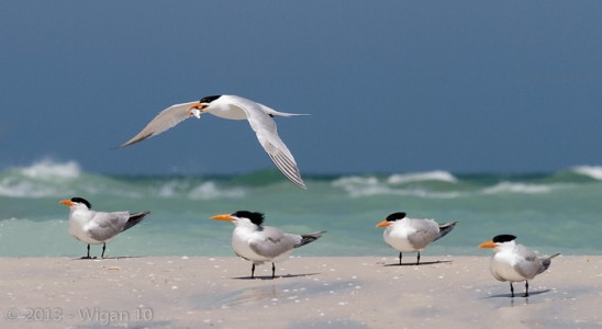 On the Shoreline by Geoff Walsh Amateur Photography Club