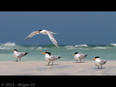 On The Shore Line by Geoff Walsh Amateur Photography Club GB Cup Nature 2014