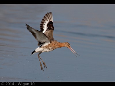 Godwit in Flight by Ed Roper Amatuer Photography Lancashire and Cheshire Photographic Union 2014