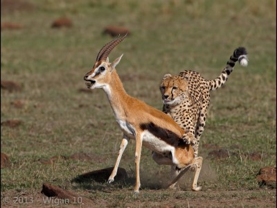 Gazelles Last Breath by Austin Thomas Amateur Photography Club DPI Champions Warwick