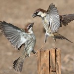 Sparrows by Roy Rimmer Amateur Photography World Cup FIAP 2013