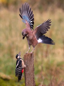 Jay & Woodpecker by Roy Rimmer Amateur Photography Club
