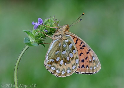 Dark Green Fritillary by Chris Hague Amatuer Photography Lancashire and Cheshire Photographic Union 2014
