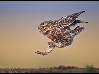 Little Owl Landing by Austin Thomas Amateur Photography Club GB Cup Nature 2014