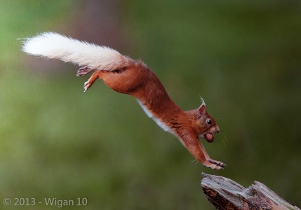 Squirrel Landing by Austin Thomas Amateur Photography L&CPU Competition