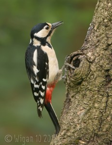 Great Spotted Woodpecker Female by Christine Widdall GB Cup Nature 2015