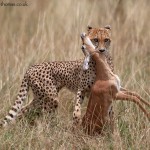 Cheetah and Prey Amateur Photography Club