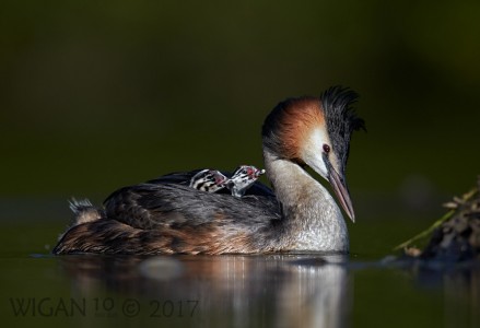 Great Crested Grebe with Chicks by Austin Thomas Great Crested Grebe with Chicks by Austin Thomas