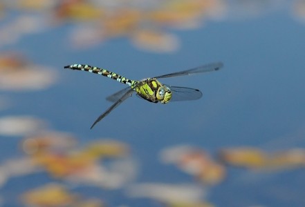 Southern Hawker by Chris Hague Amateur Photography Club