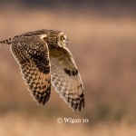 Phil_Short eared owl in flight Phil_Short eared owl in flight