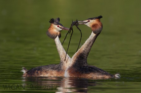 Great Crested Grebes performing Weed Dance by Ed Roper Great Crested Grebes performing Weed Dance by Ed Roper