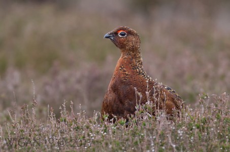 Red Grouse by Ed Roper Red Grouse by Ed Roper