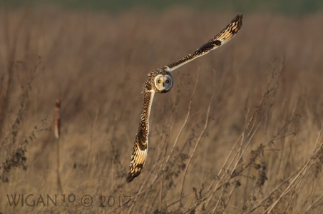 Short Eared Owl Hunting by Ed Roper Short Eared Owl Hunting by Ed Roper
