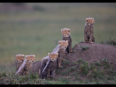 Six Cheetah Cubs Looking Out by Austin Thomas GB Cup Nature 2015