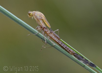 Emerging Lestes Sponsa 14-2 by Chris Hague GB Cup Nature 2015