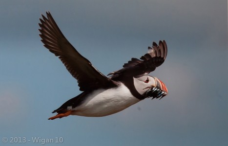 Puffin in Flight by Ed Roper Amateur Photography L&CPU Competition