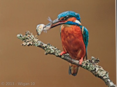 Kingfisher with two fish by Jo McIntyre Amateur Photography L&CPU Competition