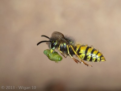 Wasp by Roy Rimmer L&CPU 2013 Digital Amateur Photography