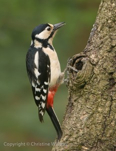 Great Spotted Woodpecker Female by Christine Widdall GB Cup Nature 2015