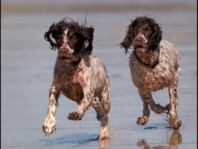 The Chase by Austin Thomas Amateur Photography Club DPI Champions Warwick