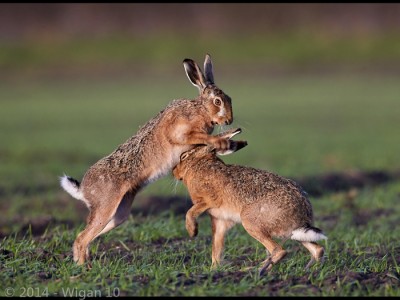 Boxing Hares by Austin Thomas Amateur Photography Club GB Cup Nature 2014