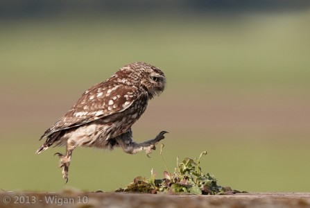 Little Owl Jumping by Austin Thomas L&CPU 2013 Digital Amateur Photography