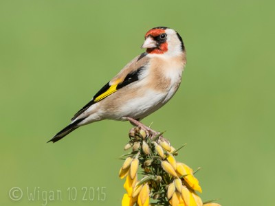 Goldfinch by Phil Barber GB Cup Nature 2015