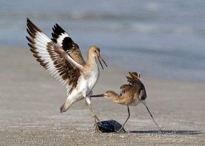 Willet Dispute by Geoff Walsh Amateur Photography Club
