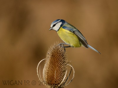 Blue Tit on Teal by Phil Barber Blue Tit on Teal by Phil Barber