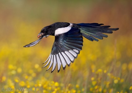 Magpie in Flight by Austin Thomas Amateur Photography Club