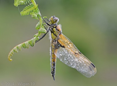 Four Spotted Chaser by Chris Hague Amateur Photography Club GB Cup Nature 2014