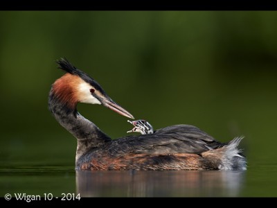Great Crested Grebe and Chick by Austin Thomas Amateur Photography Club PAGB PDI Championships 2014
