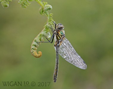Downy Emerald by Chris Hague Downy Emerald by Chris Hague