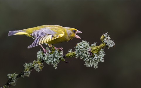 Green Finch by Kathryn Scorah Amateur Photography Club