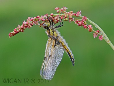 Four Spotted Chaser by Chris Hague Four Spotted Chaser by Chris Hague