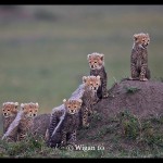 Austin_Six Cheetah Cubs Looking Out Austin_Six Cheetah Cubs Looking Out